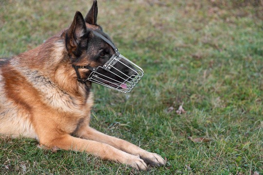dog with muzzle