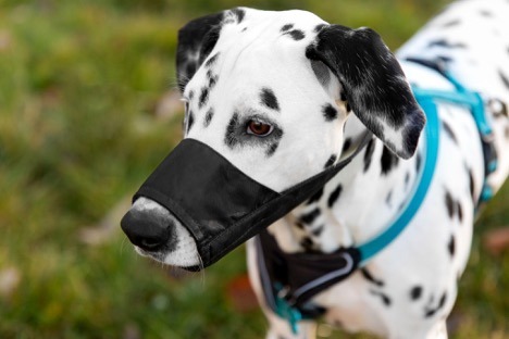 dog on a leash