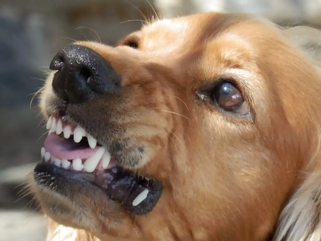 Evansville Dog Bite Lawyer