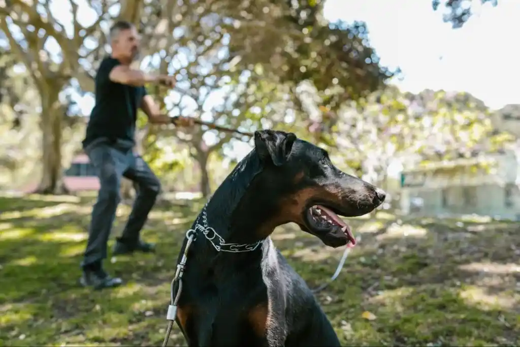 Dog Bite Lawyer South Bend